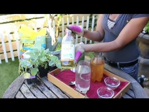 Natural Insecticides for a Vegetable Garden : Vegetable Gardening
